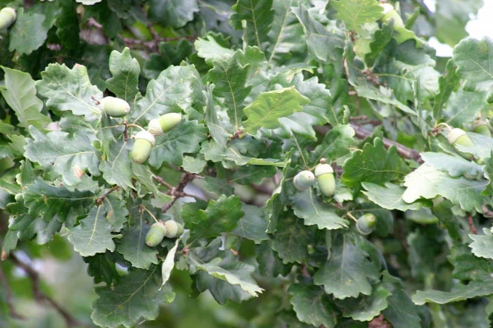 Коттеджный поселок Никитские Озера_1