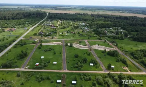 Жирафы